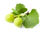 Gingko Biloba Tree Seeds to Plant - 5 Seeds - Edible Leaves Promote Memory and Vigor - Ginko Seeds