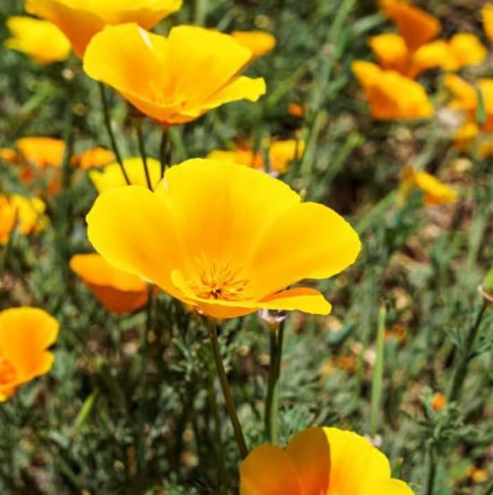 Wood Poppy Plants for Growing - Healthy Rootstock, Pretty Wildflower, Not Seeds