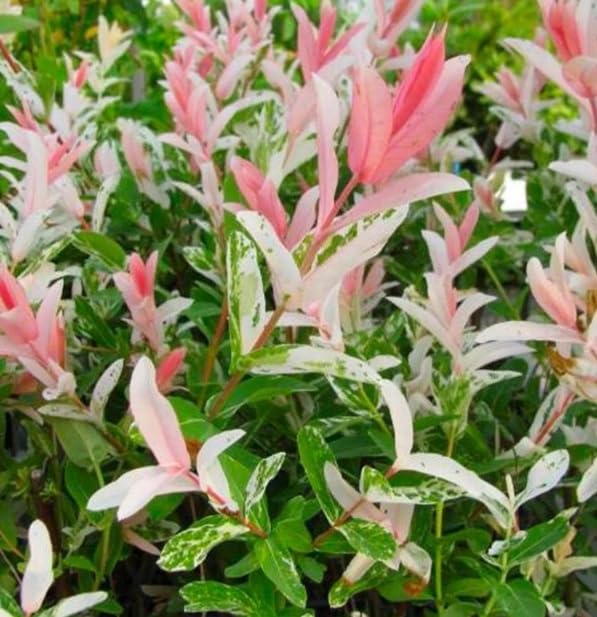 Dappled Willow Cutting to Grow - Stunnning Tricolor Leafs - Salix Integra 'Hakuro Nishiki'
