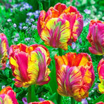 10 Rasta Parrot Tulip Bulbs for Planting - Easy to Grow