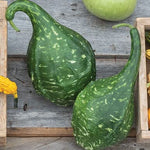 Dinosaur Gourd Seeds for Planting - 20 Seeds - Big Club Shaped Gourds - Ships from Iowa, USA