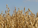 5 lb Whole Oat Seeds, Wildlife, Deer, Food Plot Forage