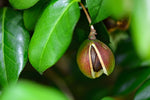Tea Oil Camellia Tree Seeds for Planting (5 Seeds) - Camellia oleifera