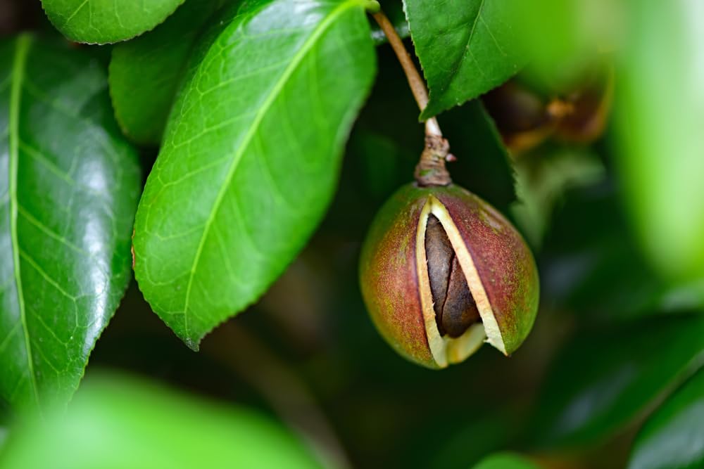 Tea Oil Camellia Tree Seeds for Planting (5 Seeds) - Camellia oleifera