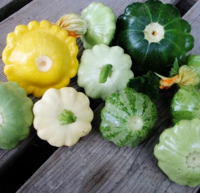 Scalloped Summer Squash Seeds for Planting - Mixed Color (10 Seeds)