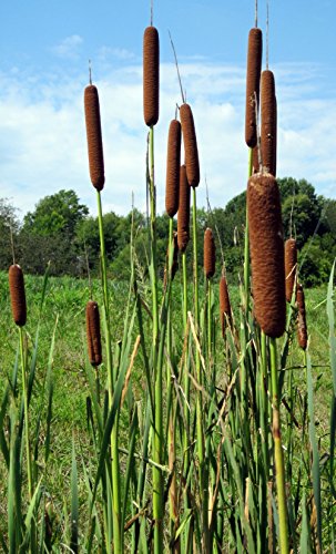 50 CATTAILS Cat Tails Typha Latifolia Water Pond Grass Flower Seeds
