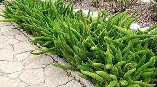 5 Asparagus Densiflorus Meyersii Succulent 5 Seeds~ Meyeri~ Foxtail~ Cat's Tail Fern