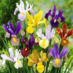 Mixed Color Dutch Iris Bulbs for Planting - Easy to Grow -