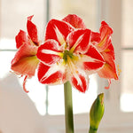 Amaryllis Flower Large Bulb, White Red Amaryllis Bulb for Planting Growing Indoor Outdoor