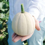 Buffy Winter Squash Seeds for Planting (10 Seeds) - Mini Winter Squash