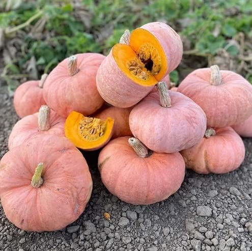 Pink Panther Pumpkin Seeds for Planting (10 Seeds) - Easy to Grow Pink Squash Seeds