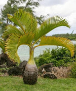 10 Bottle Palm Seeds for Planting - Hyophorbe lagenicaulis