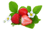 Earliglow Strawberry Plants - Bare Root Plants to Grow Strawberries - Ready to Ship - No Ship to California