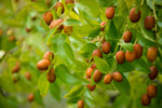 Chinese Date Tree Seeds for Planting - 6 Seeds - Jujube, Chinese Date, Tsao Ziziphus jujuba