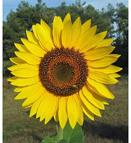 Giant Sunflower Seeds for Planting | 50 Seed Packet | Huge Wide Flowers | Butterfly and Hummingbirds Love | Flower Seeds for Planting