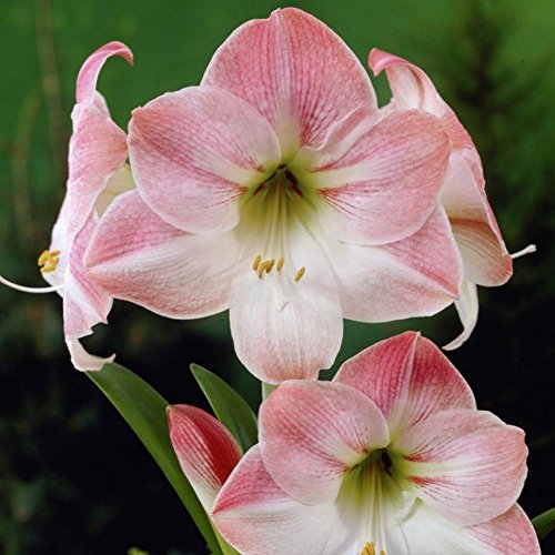 Amaryllis Assorted Pre-Potted (Growing Kit - Bulb/Pot/Soil) -Please Select A Color - Great Gift