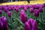 100 Fresh Purple Tulip Bulbs for Planting - Easy to Grow - Made in USA, Ships from Iowa