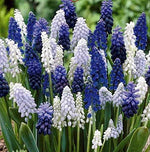 Delft Blue Grape Hyacinth Mix, Muscari Bulbs - Beautiful Spring Blooms, Perennial Garden Flowers