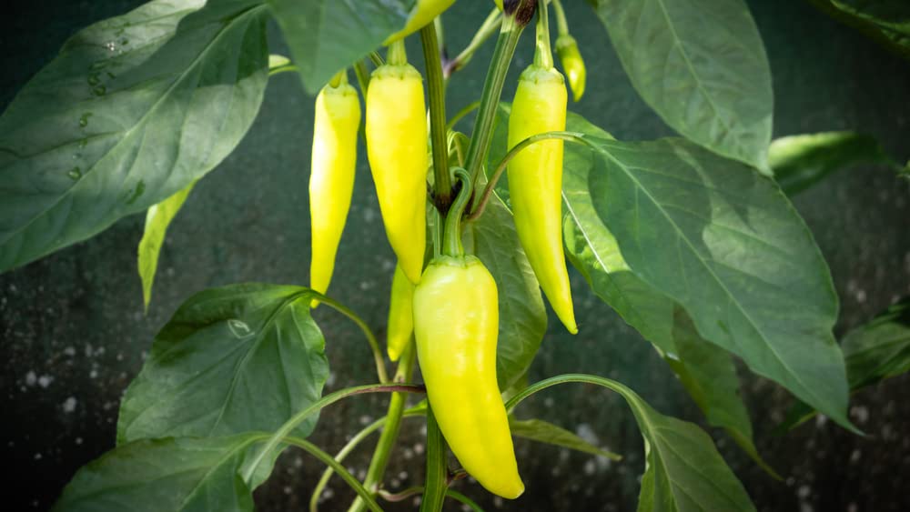 Banana Pepper Seeds to Plant - 100+ Seeds - Versatile Pepper for Eating and Seasoning. Made in USA. Ships from Iowa