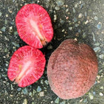 20 African Red Peach Tree Seeds for Planting - Nauclea latifolia