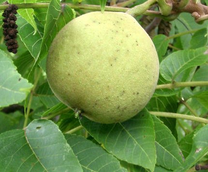 6-12" Black Walnut Tree, Sweet Nut to Enjoy in Years to Come, Fruit Bearing Potted Plant, in Dormancy