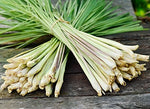 Lemon Grass Seeds - Cymbopogon citratus