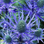 Blue Sea Holly "Eryngium Planum" 50 Seeds