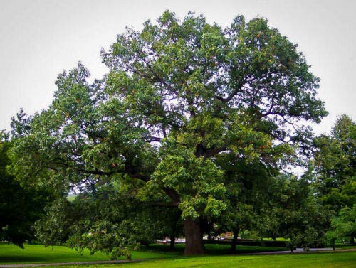 Live - Black Oak (YNKS2) Tree - Shade Healthy Established Roots - 1 in 1 Gallon Pot Starter in Pot