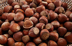 Hazelnut Tree 25 Fresh Seeds