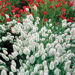 Bunny Tails- 25_Seeds -Easy to Grow for Home Gardens