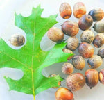 10 Pin Oak Tree Seeds Acorns - A Red Oak Family