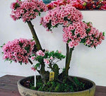 Japanese Flowering Cherry Blossom Bonsai Seeds, Sakura Bonsai Seeds - Fresh Exotic Rare Bonsai Seeds