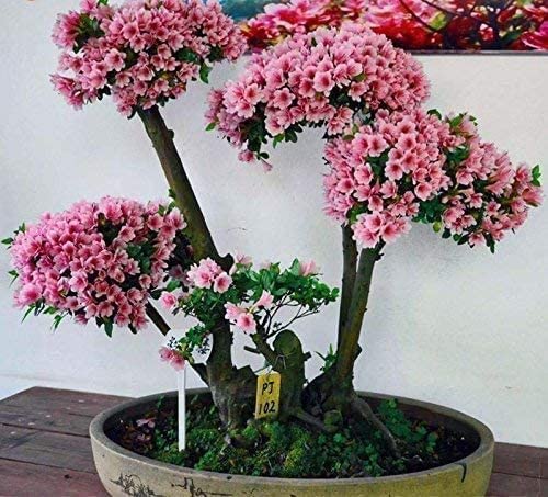Japanese Flowering Cherry Blossom Bonsai Seeds, Sakura Bonsai Seeds - Fresh Exotic Rare Bonsai Seeds