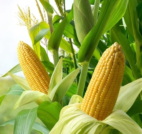 Yellow Dent Corn Seeds for Planting - Treated Seeds - Excellent Hybrid for Big Yields