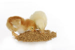 CZ Grain Medicated Chick Starter Feed - Prebiotics and Probiotics and Feed (2 Pounds)
