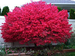 Burning Bush Seeds for Planting (10 Seeds) - Euonymus alatus