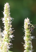 Purple Giant Hyssop Seeds for Planting (200 Seeds) Stunning Wildflowers - Agastache scrophulariifolia