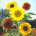 Mardi Gras Mix Sunflower Seeds | 50 Seeds | Exotic Garden Flowers | Sunflower Seeds for Planting | Great for Hummingbirds and Butterflies