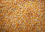 10 pounds Yellow Whole Kernel Corn - Grown, and Shipped from Iowa. Squirrel, Duck, and Deer Love it! Make Tortillas or Corn Meal