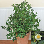 Green Tea Plant Seeds - Camellia sinensis, also known as Tea Plant, Tea Tree (10 Seeds)