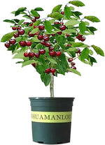 Black Cherry Tree Seeds - 30 Seeds - Grow a Fruit Bearing Tree