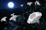 Midnight White Flower Seeds for Planting (25 Seeds) - Blooms at Night, Reflects Moonlight, Exotic Night Blooming Annual Flower Seeds, A Night Sunflower