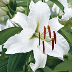3 Oriental Lily Bulbs Casa Blanca,intensely Fragrant. Perennial