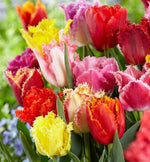 Fringed Tulip Mix Bulbs for Planting - Easy to Grow, Plant in Fall, Winter or Early Spring