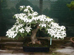 Bonsai Tree Seeds - Flowering Dogwood - 20 Seeds - Beautiful Flowering Bonsai Tree Seeds for Planting