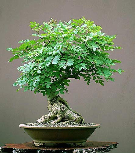 Tree of Life Bonsai Seeds | 20+ Seeds | Grow a Moringa Tree Bonsai, Highly Nutritious Leaves and Seeds, Edible and Tasty. Ships from Iowa, USA