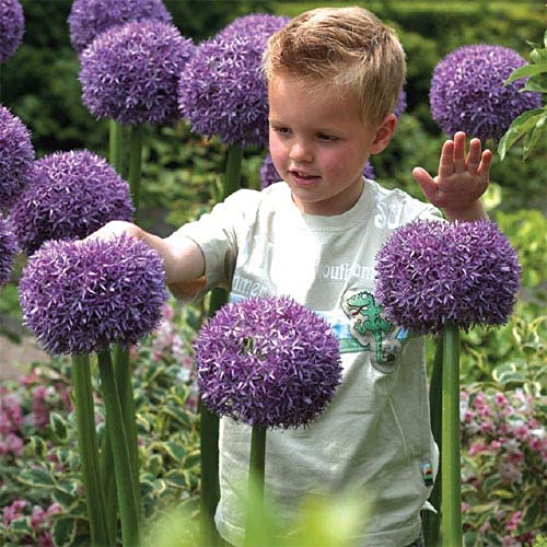 One Giant Allium Plant - Huge Elegant Spherical Flower, Ships from Iowa. Perennial Flower, One Giant Flower Bulb to Grow