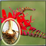 Little Nest 10 Crocosmia Red Lucifer Large Bulb