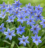 Jessie Spring Starflower Bulbs for Planting Ipheion Uniflorum