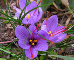 Rare Saffron Spice Crocus Bulbs - 10 Healthy Bulbs to Grow - Grow Saffron Spice - Very Rare